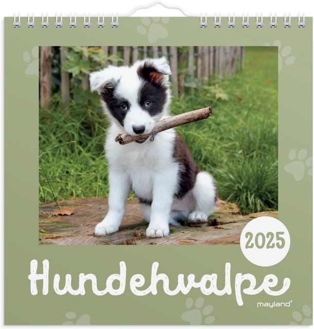 Mayland Vægkalender | 2025 | Mini-Hundehvalpe |